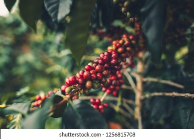 Cherry Coffee Good Quality Red Coffee Beans Exuberant Coffee Tree