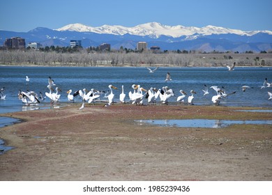 Cherry Creek State Park Pelicans Denver Mountains