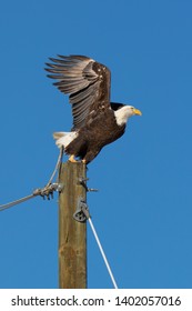 Cherry Creek State Park, Suburban Denver - Bald Eagle On A Utility Pole.