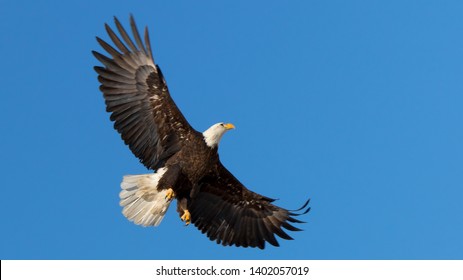 Cherry Creek State Park, Suburban Denver - Bald Eagle In Flight.