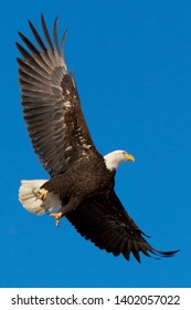 Cherry Creek State Park, Suburban Denver - Bald Eagle In Flight.