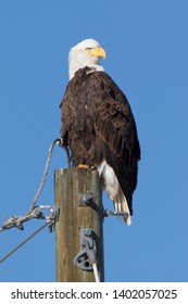 Cherry Creek State Park, Suburban Denver - Bald Eagle On A Utility Pole.