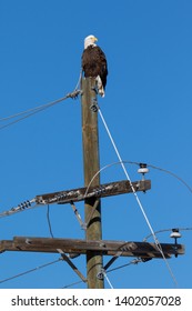 Cherry Creek State Park, Suburban Denver - Bald Eagle On A Utility Pole.