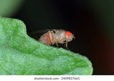 La drosophila de cerezo también se llama drosophila (Drosophila suzukii). Una plaga económicamente importante de varios frutos. 