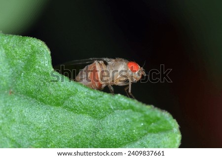 Cherry drosophila called also  spotted-wing drosophila (Drosophila suzukii). Economically important pest of various fruits.  [[stock_photo]] © 