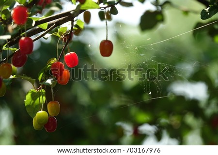 Similar – Bio Tomaten im Gewächshaus