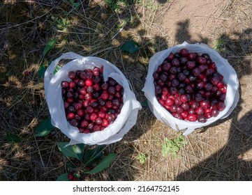 Cherry Farm And Field In Rural Oregon.