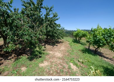 Cherry Farm And Field In Rural Oregon.