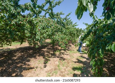 Cherry Farm And Field In Rural Oregon.