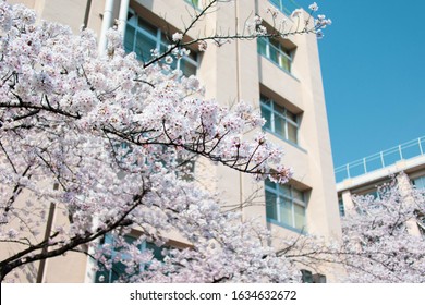 桜 学校 の写真素材 画像 写真 Shutterstock