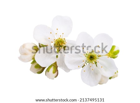 cherry flower isolated on white background 