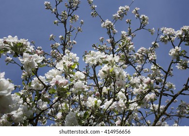 Cherry flower on blue sky. White flower with bee. Sunny situation with bee. Spring atmosphere background. Celebration of spring. Lovely composition with tree flowers.
