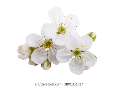 Cherry Flowers Isolated On White Background