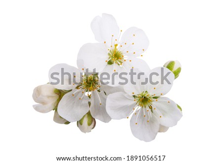 cherry flowers isolated on white background
