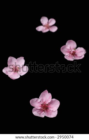 Similar – Image, Stock Photo For Mommy Plant Flower