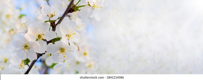 Cherry flowers on a light background, copy space, panorama