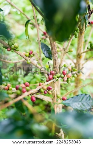 Cherry or fruit of the coffee plant, ready to harvest.