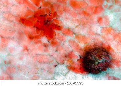 Cherry Fruit Peel Cell Science Micrograph Pattern