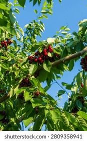 Cherry is a fruit that has been produced and exported alot in Turkey recently