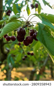 Cherry is a fruit that has been produced and exported alot in Turkey recently