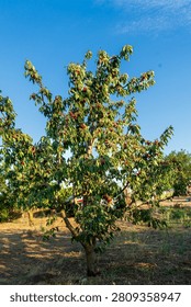 Cherry is a fruit that has been produced and exported alot in Turkey recently