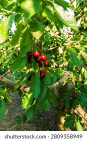 Cherry is a fruit that has been produced and exported alot in Turkey recently