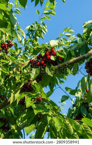 Cherry is a fruit that has been produced and exported alot in Turkey recently
