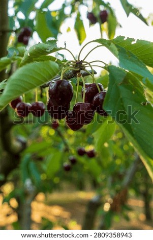 Cherry is a fruit that has been produced and exported alot in Turkey recently