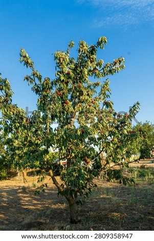 Cherry is a fruit that has been produced and exported alot in Turkey recently