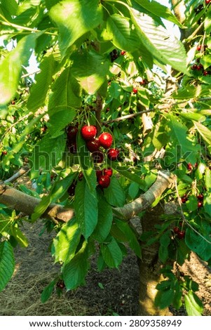 Cherry is a fruit that has been produced and exported alot in Turkey recently