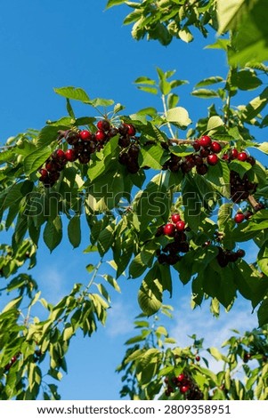 Cherry is a fruit that has been produced and exported alot in Turkey recently