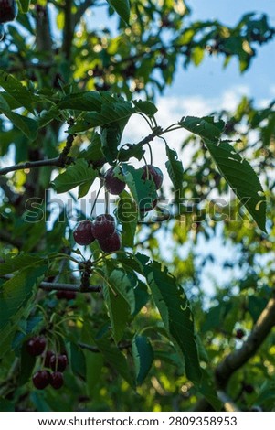 Cherry is a fruit that has been produced and exported alot in Turkey recently