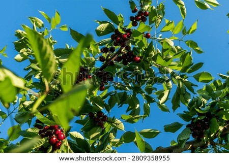 Cherry is a fruit that has been produced and exported alot in Turkey recently