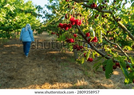 Cherry is a fruit that has been produced and exported alot in Turkey recently
