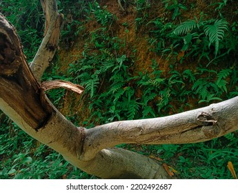 Cherry Fruit Tree Trunk Texture, Cherry Fruit