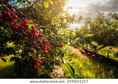 Cherry garden, ripe sweet cherries on the twig
