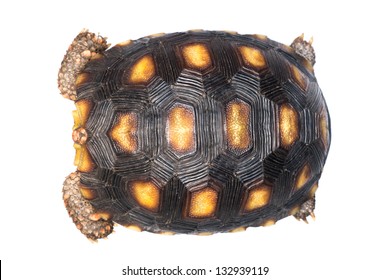 Turtles Shell Stock Photos Images Photography Shutterstock