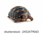 Cherry Head turtle closeup on isolated backgtound, Cherry Head closeup