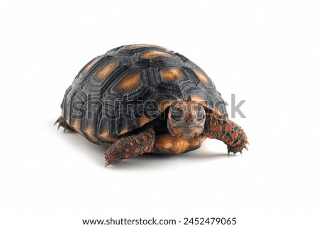Cherry Head turtle closeup on isolated backgtound, Cherry Head closeup