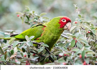 A Cherry Headed Conure from the Telegraph Hill flock in San Francisco, California.