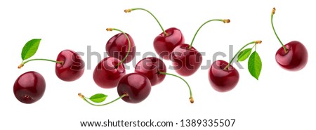 Cherry isolated on white background with clipping path, fresh cherries with stems and leaves, berry collection