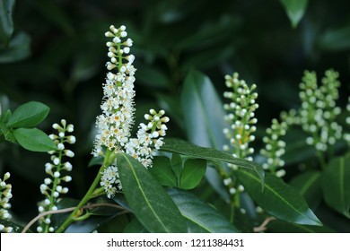 The Cherry Laurel