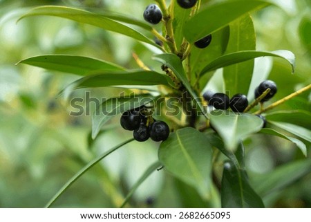 Cherry Laurel Berries Cluster. Clusters of ripe black berries on cherry laurel leaves. The glossy foliage enhances the natural richness of the scene.