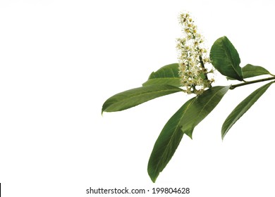 Cherry Laurel, Close-up