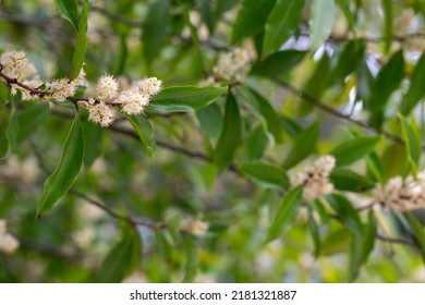 2,005 Cherry laurel Stock Photos, Images & Photography | Shutterstock