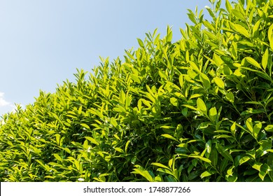 Cherry Laurel Flower Trees In Garden
