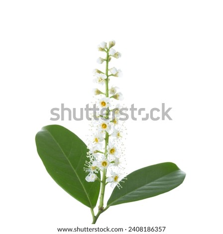  Cherry Laurel flowers  isolated on white background.
