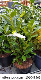  Cherry Laurel Plant