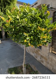Cherry Laurel tree pruned into a lollipop shape