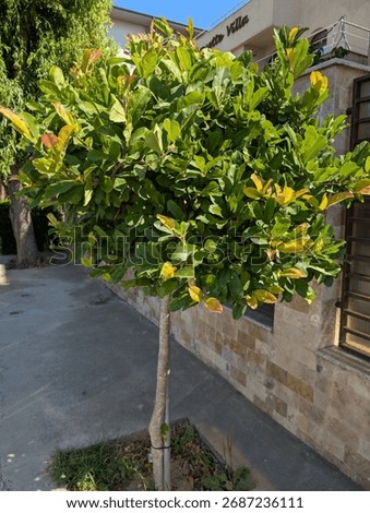 Cherry Laurel tree pruned into a lollipop shape